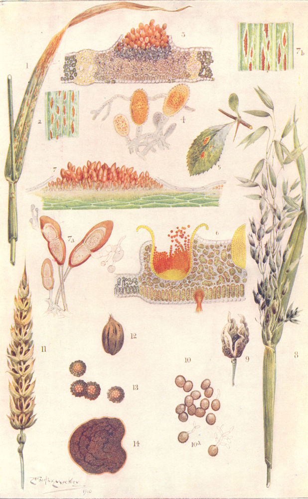 PLANTS. Parasitic Fungi on Grain Crops; Wheat rust Uredongus 1912 old print